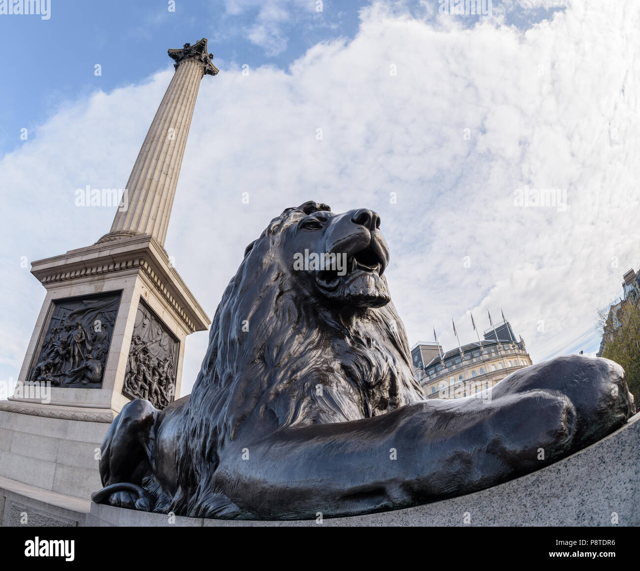 Guardando verso l'alto uno dei Landseer Lions e Nelson's colonna in Trafalgar Square, Londra Foto Stock