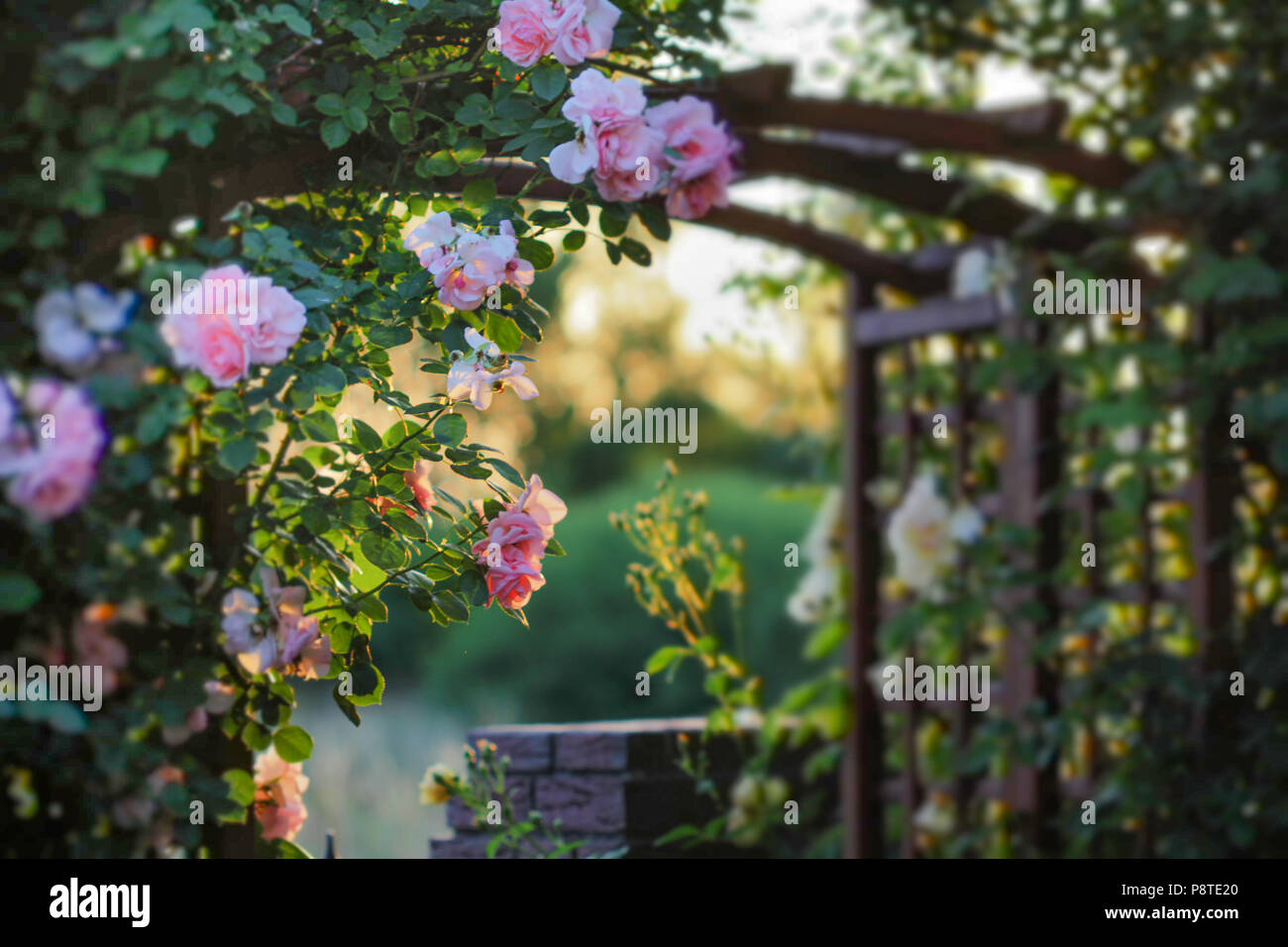 Rosa e giallo le rose su una pergola in legno blooming su un cancello Foto  stock - Alamy
