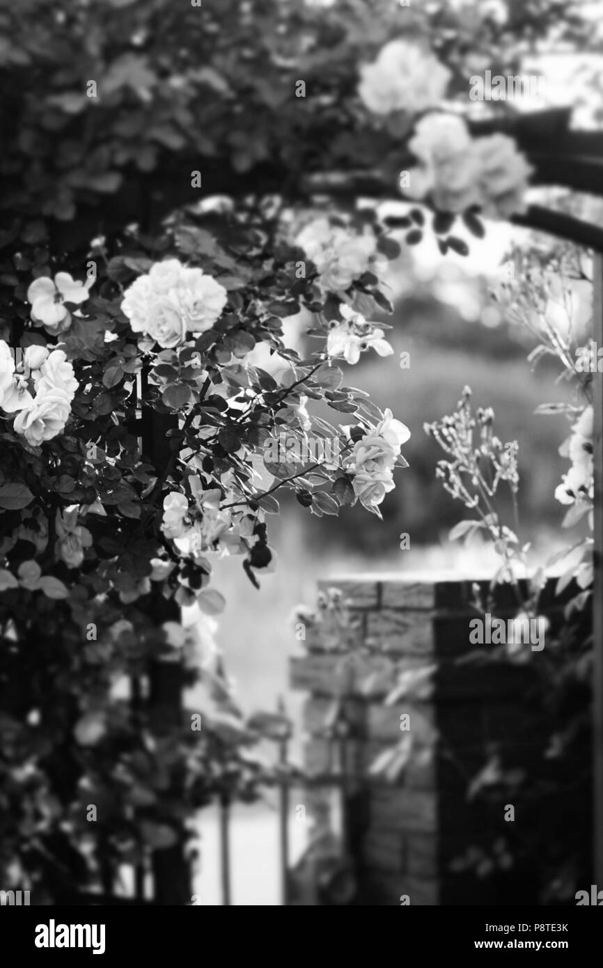 Rosa e giallo le rose su una pergola in legno blooming su un cancello Foto Stock