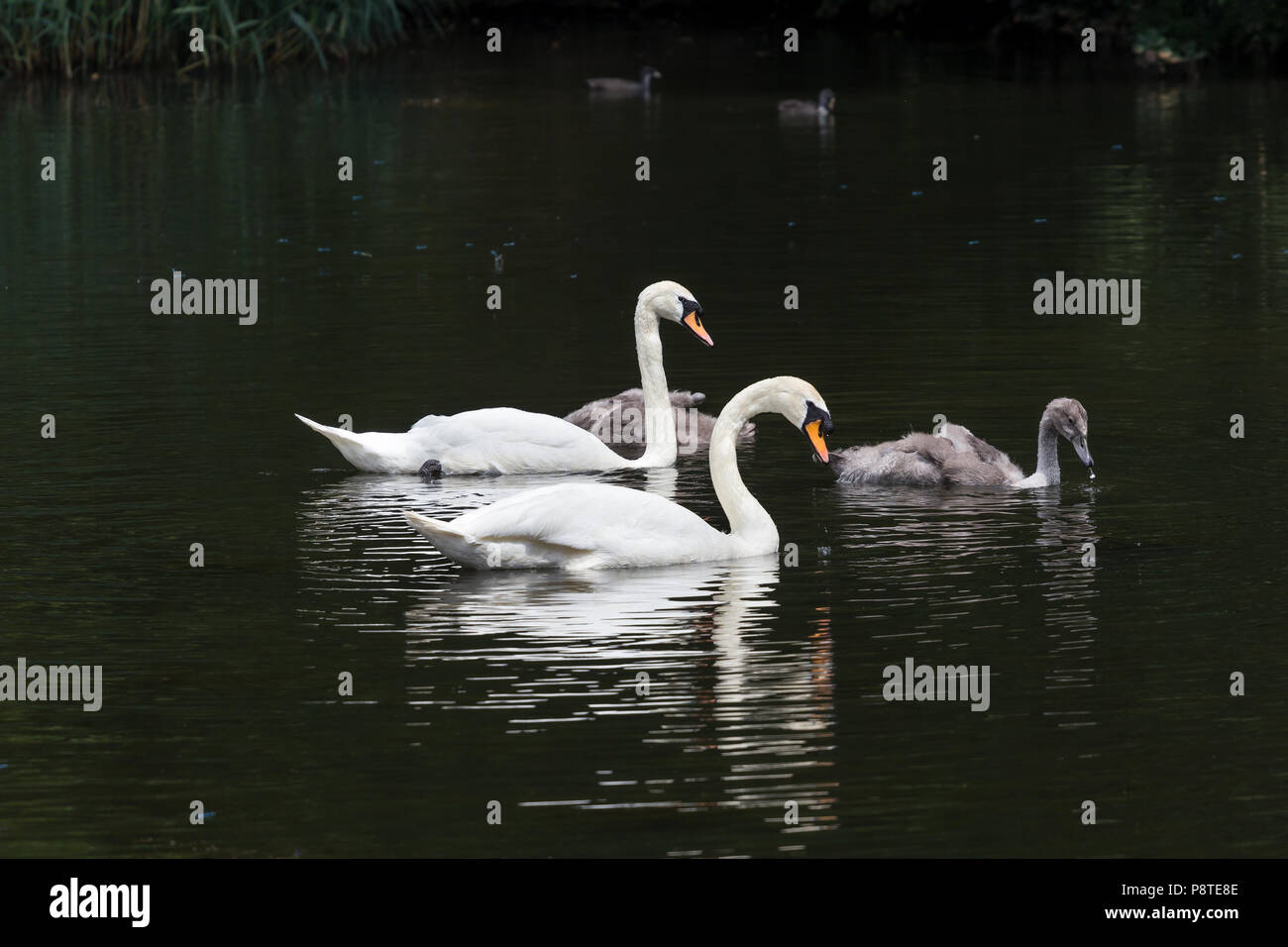 La nidificazione dei cigni e cygnets Foto Stock
