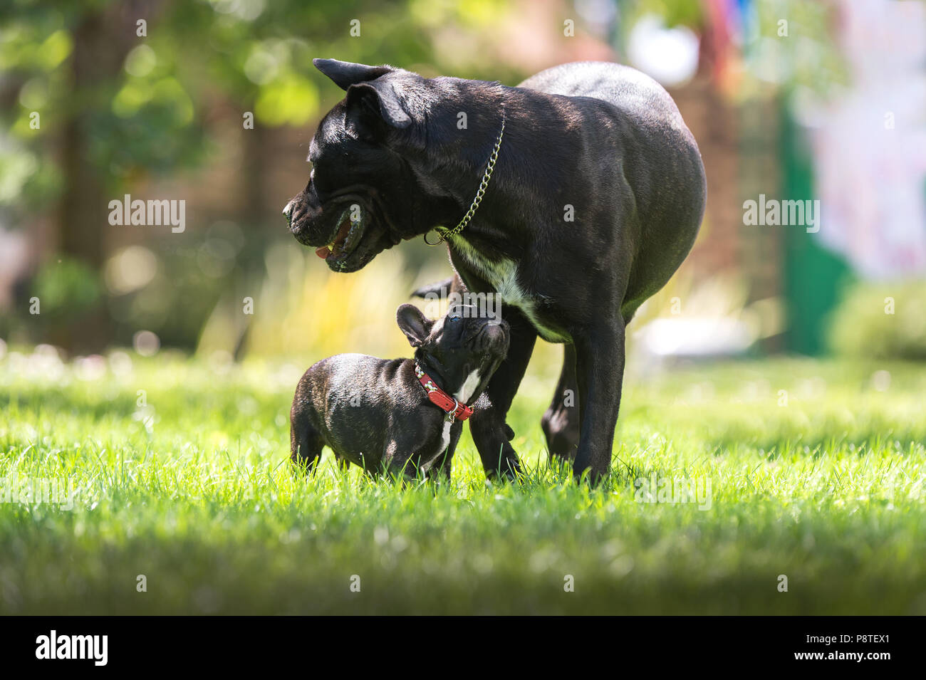 Cane corso e bulldog francese la riproduzione Foto Stock