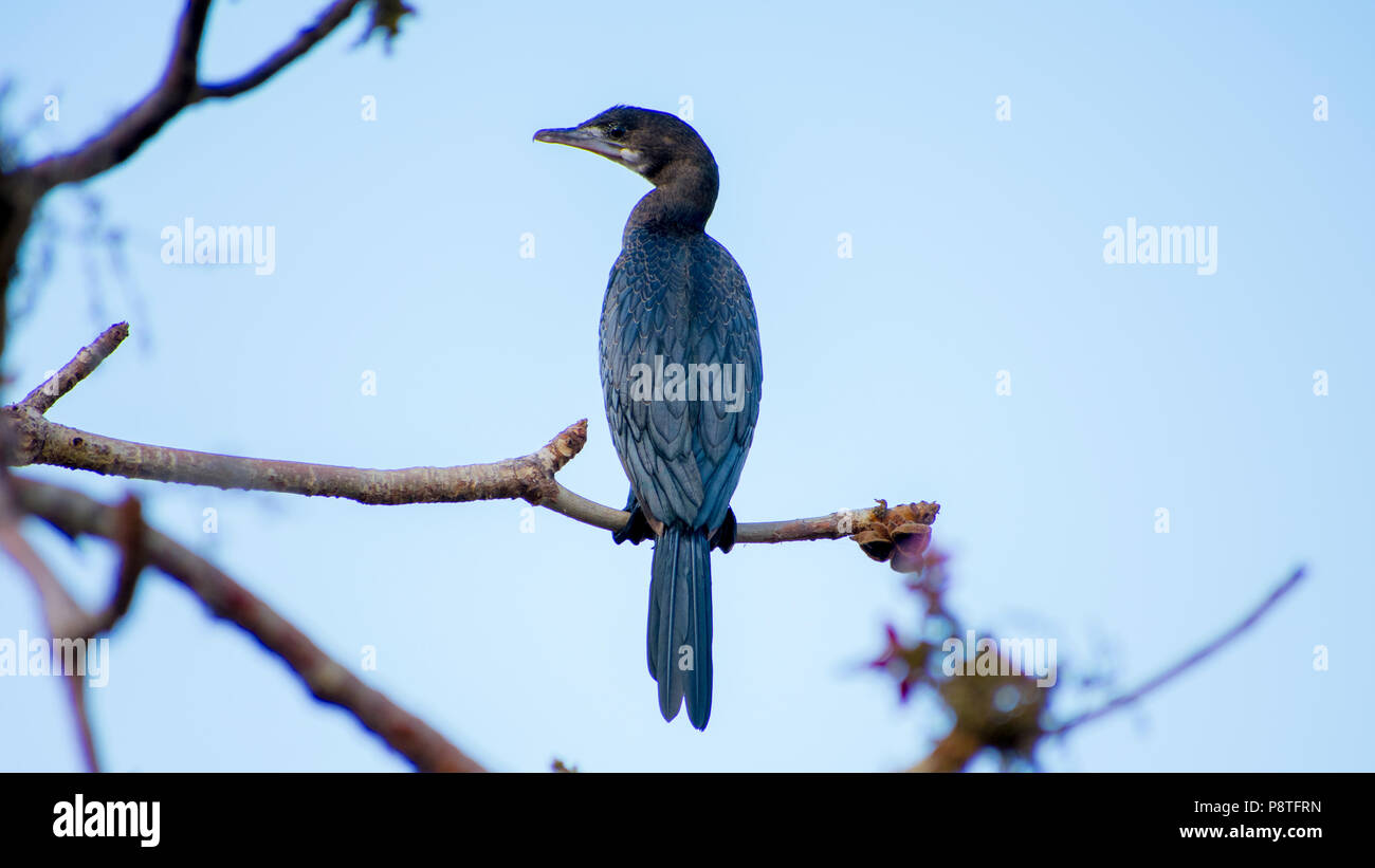 Piccolo cormorano indiano Phalacrocorax niger uccello su un albero Branch Foto Stock