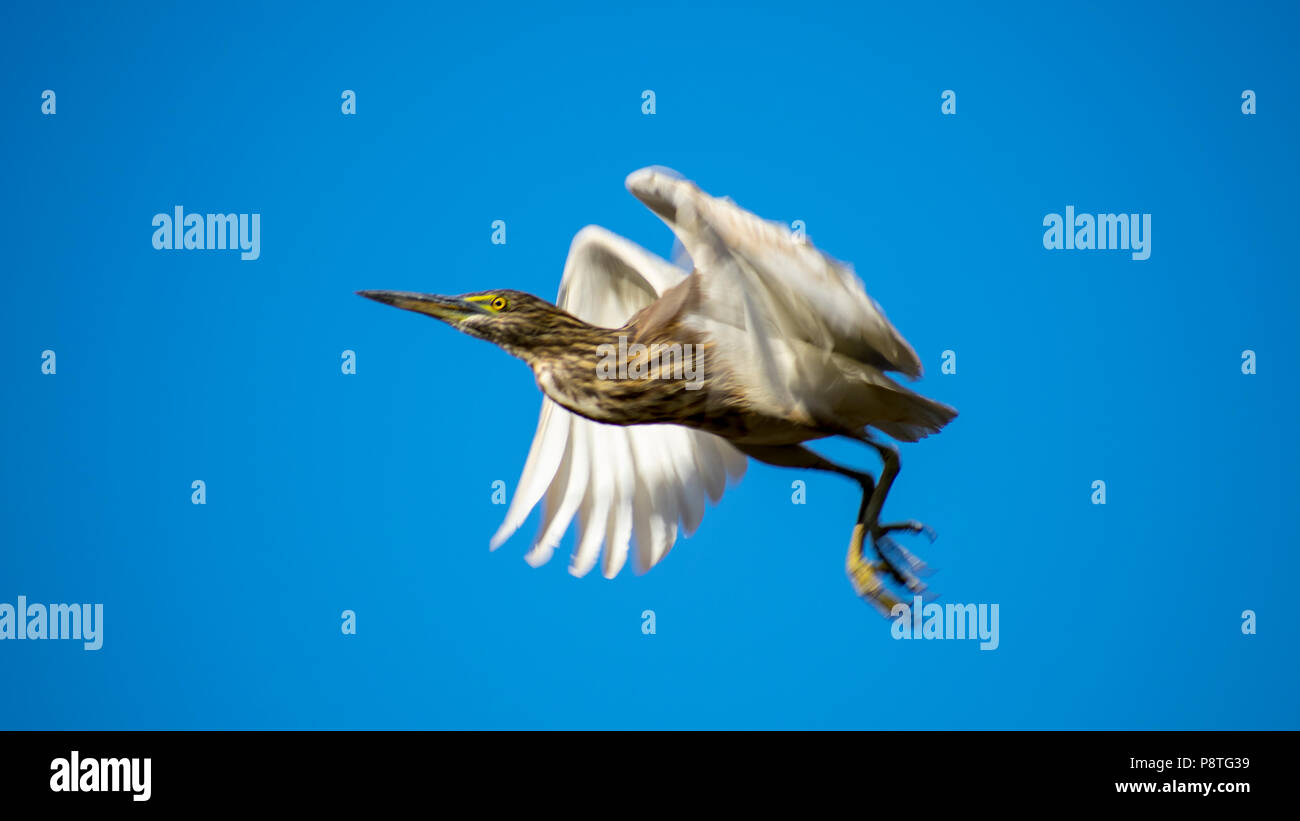 Airone indiano stagno (Ardeola grayii) decollo Foto Stock