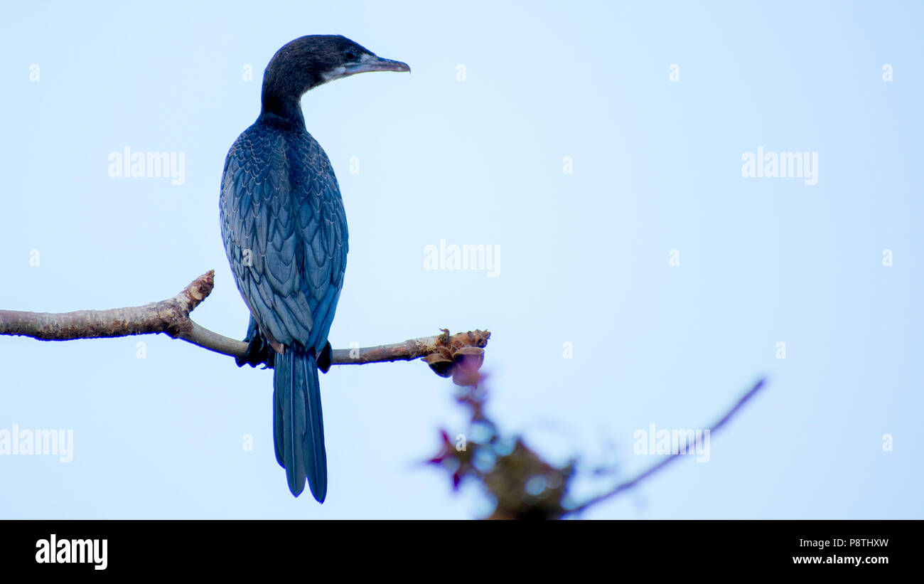 Piccolo cormorano indiano Phalacrocorax niger uccello su un albero Branch Foto Stock
