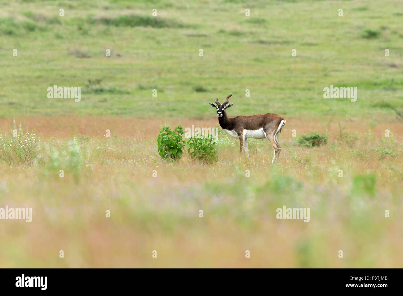 Indian antilope o Indian Blackbuck o Antilope cervicapra in roaming nella prateria a GIB santuario in Solapur India Maharashtra Foto Stock