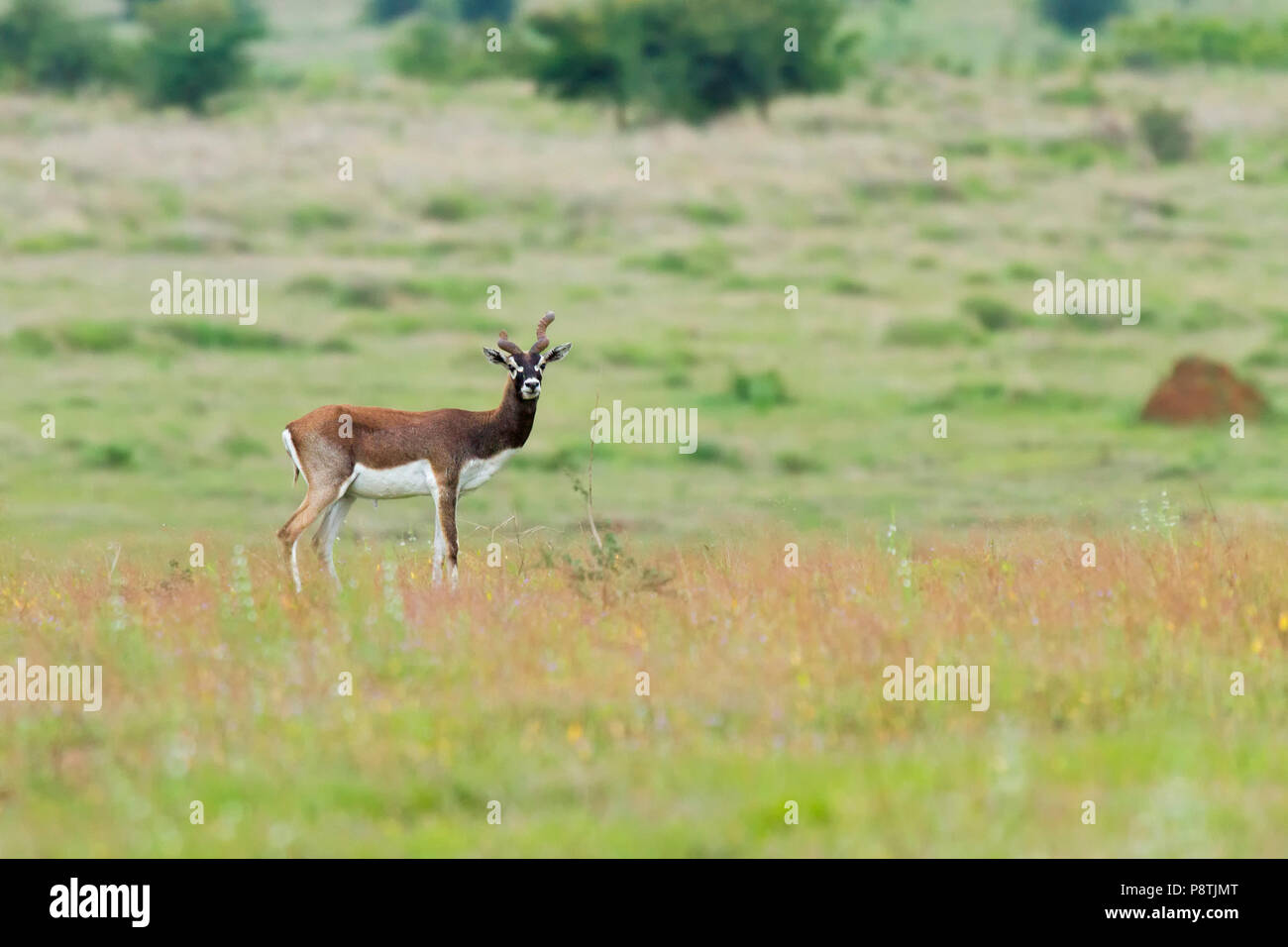 Indian antilope o Indian Blackbuck o Antilope cervicapra in roaming nella prateria a GIB santuario in Solapur India Maharashtra Foto Stock