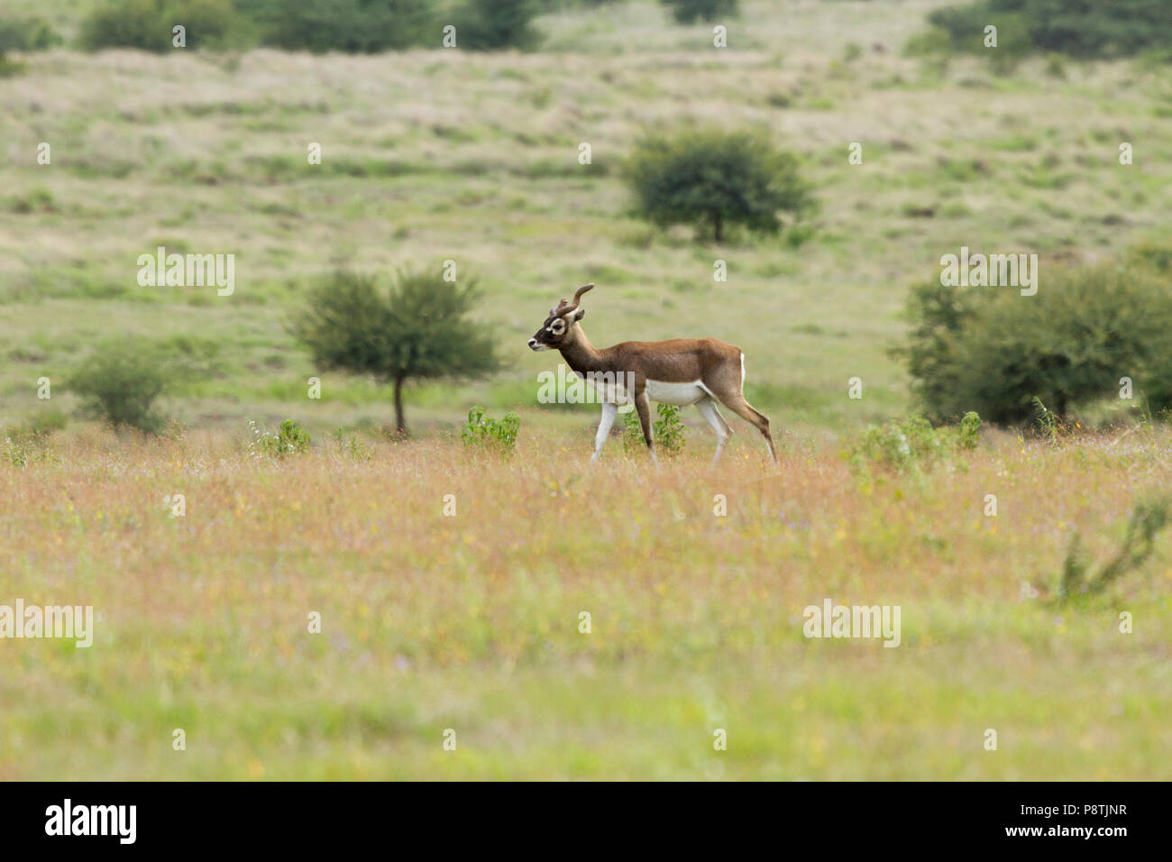 Indian antilope o Indian Blackbuck o Antilope cervicapra in roaming nella prateria a GIB santuario in Solapur India Maharashtra Foto Stock