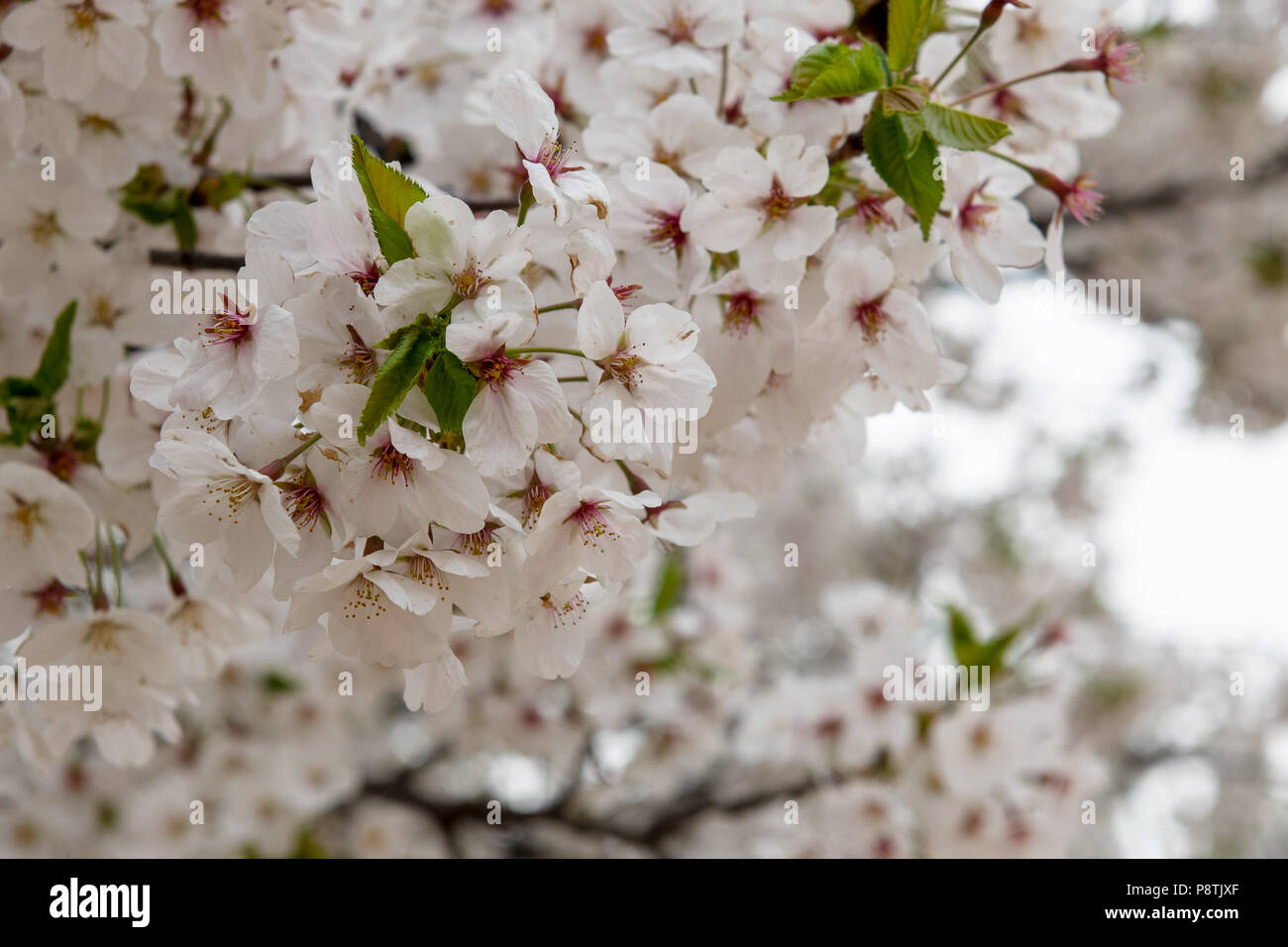 Cherry blossom on a tree in South East Asia Foto Stock