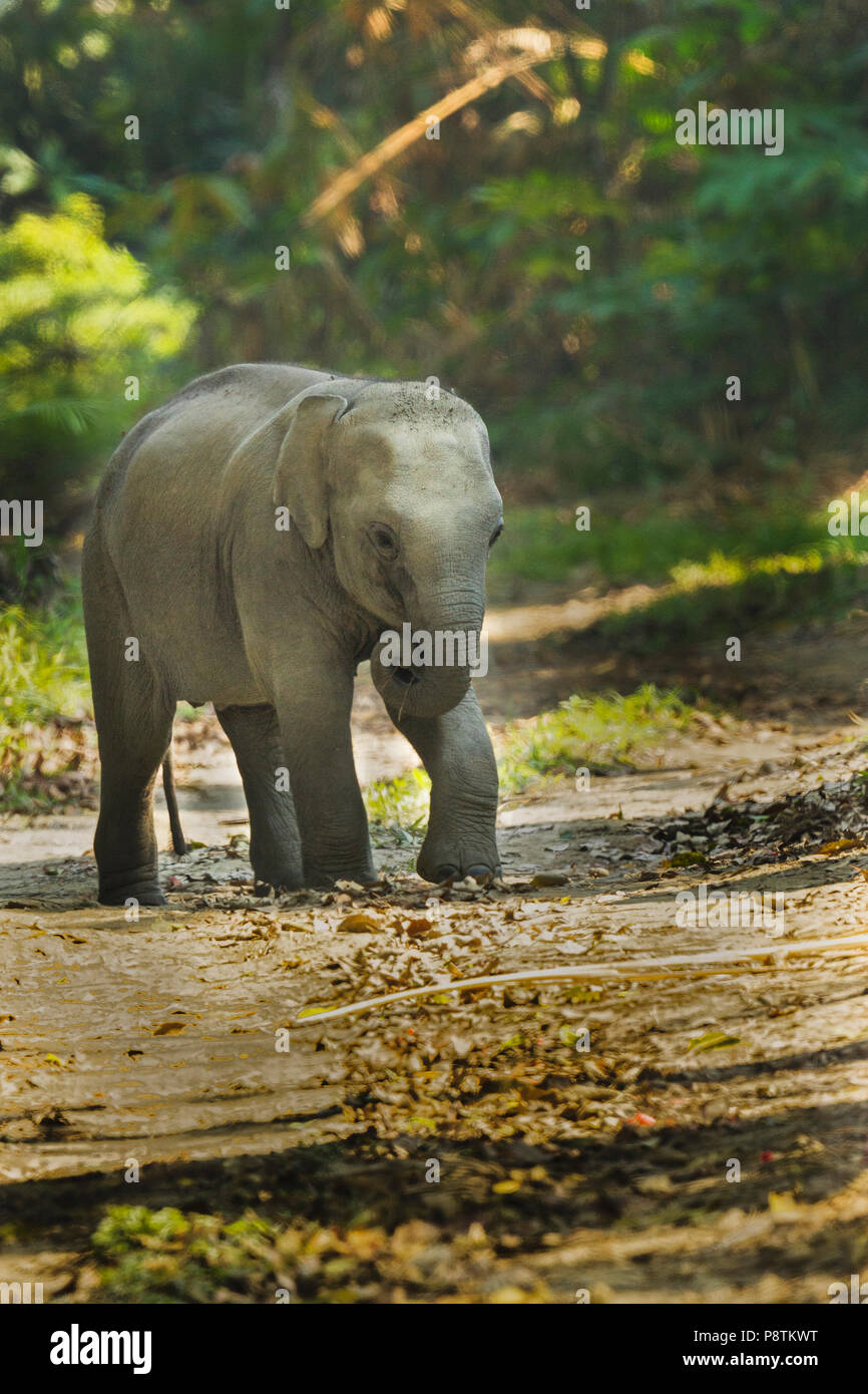 L'elefante indiano (Elephas maximus indicus) del bambino nel parco nazionale di Kaziranga, Assam, India Foto Stock