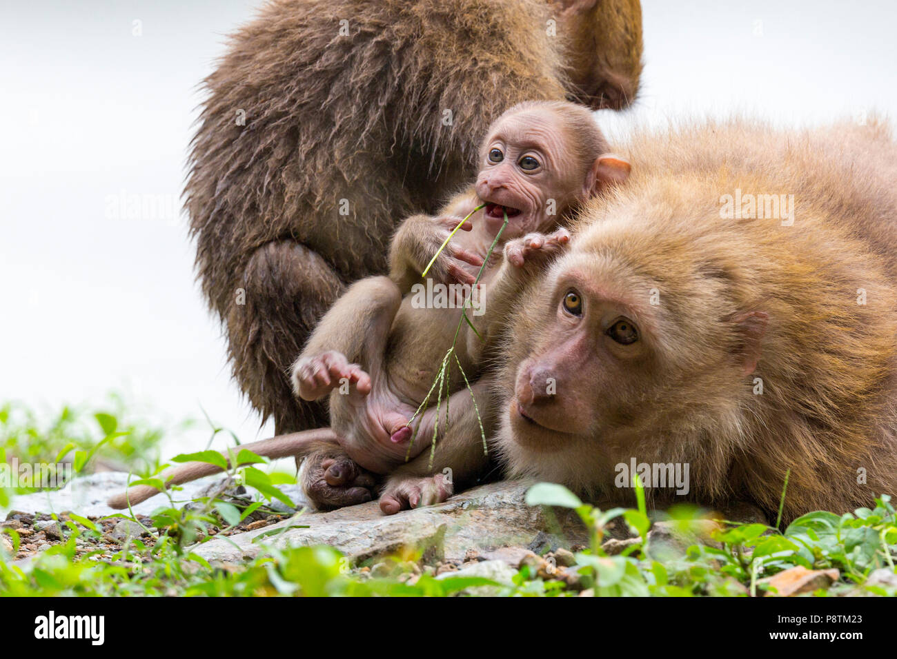 Macaco Rhesus o macaca mulatta nel nord bengala hills, India Foto Stock