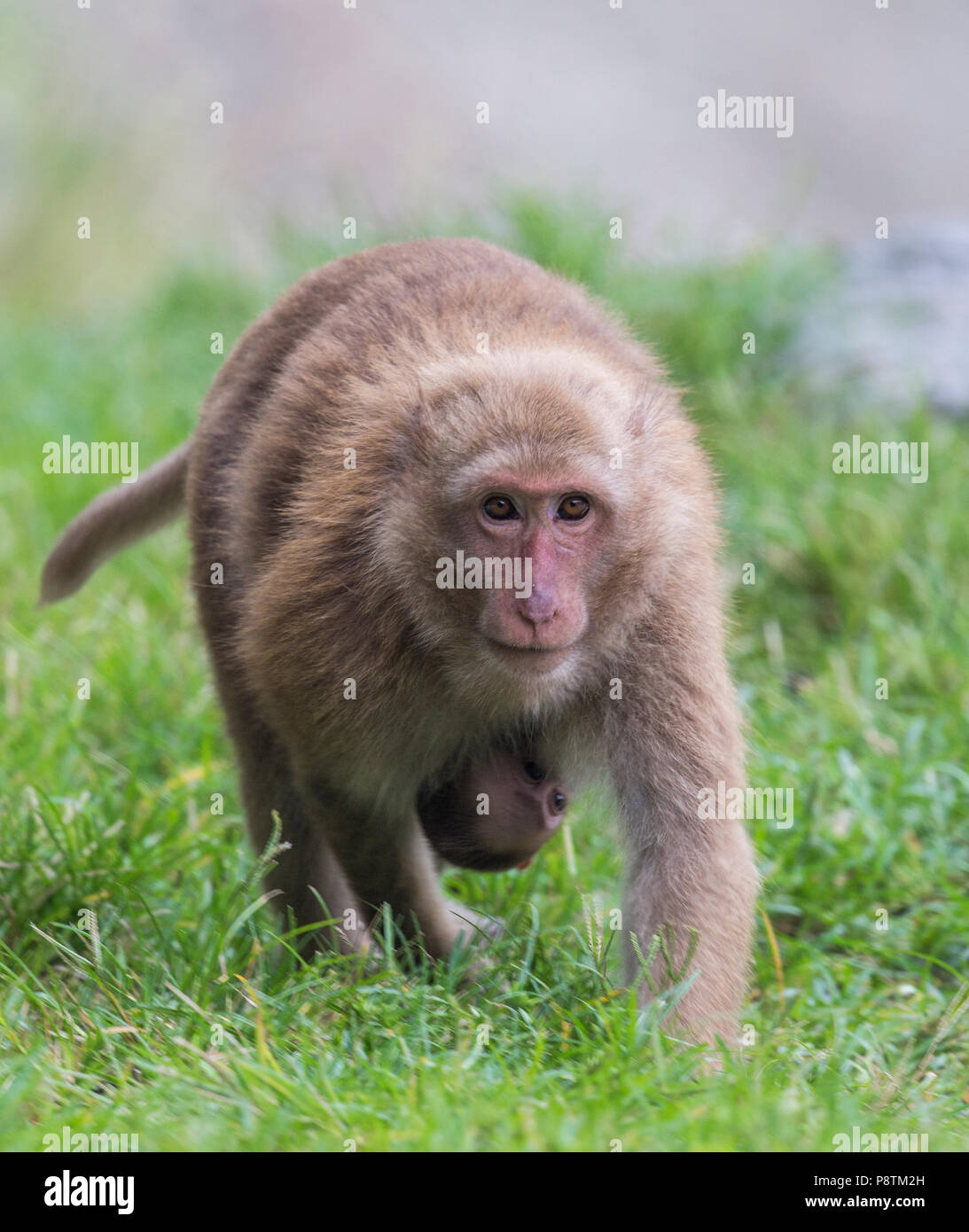 Macaco Rhesus o macaca mulatta nel nord bengala hills, India Foto Stock