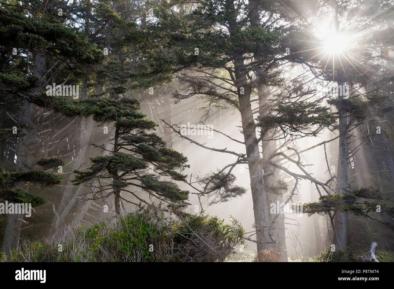 WA14560-00...WASHINGTON - la luce del sole in presenza di striature attraverso gli alberi lungo la spiaggia Rialito nel Parco Nazionale di Olympic. Foto Stock