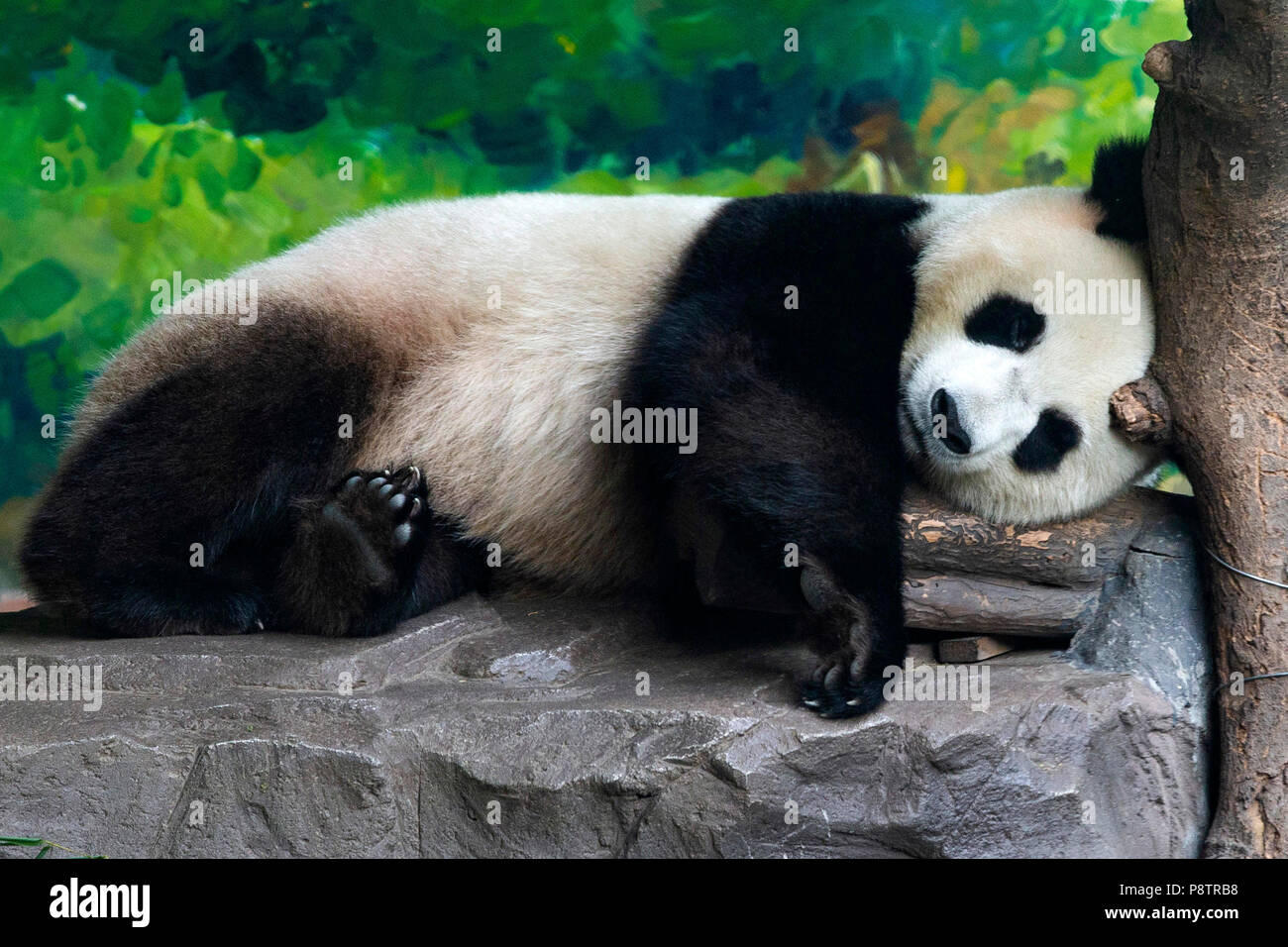 Panda Room Immagini E Fotos Stock Alamy