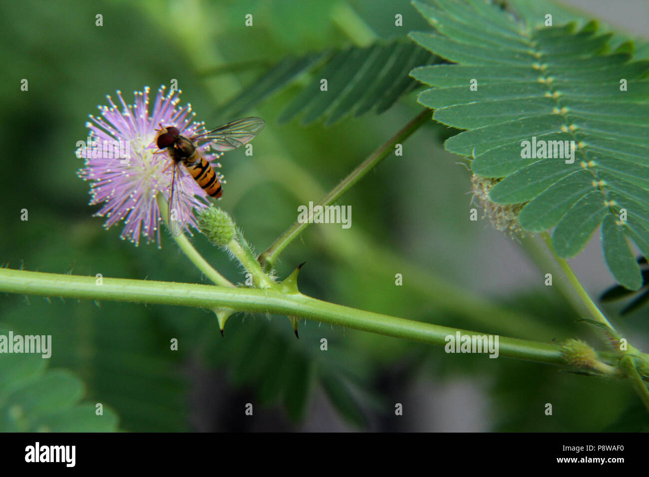 Il polline di insetto di alimentazione su Mimosa Pudica fiore Foto Stock