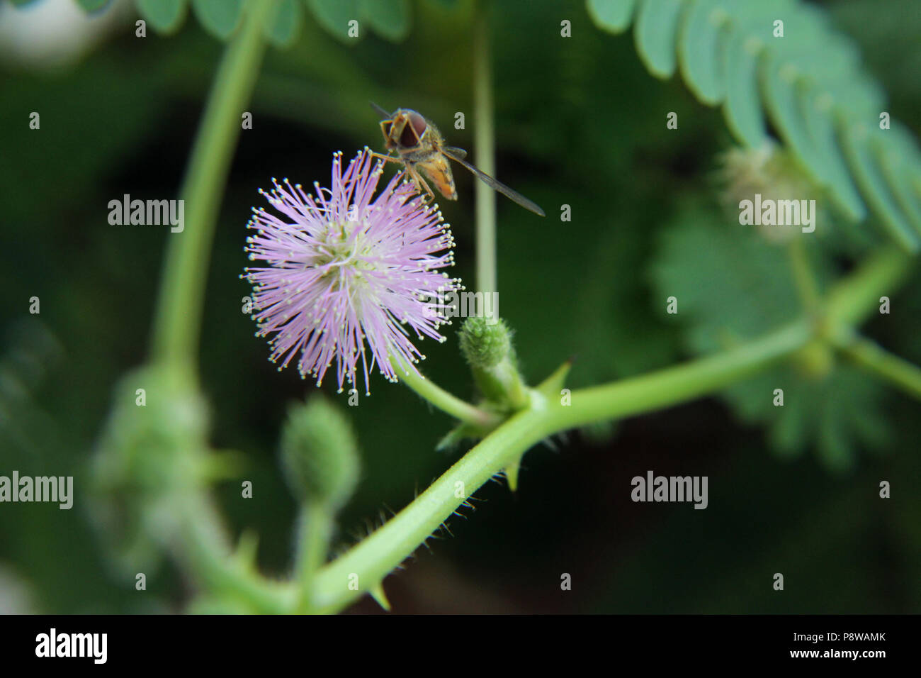 Il polline di insetto di alimentazione su Mimosa Pudica fiore Foto Stock