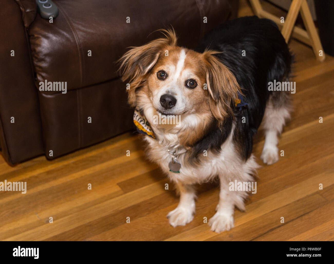 Cute cane per cercare di capire che cosa stai dicendo Foto Stock
