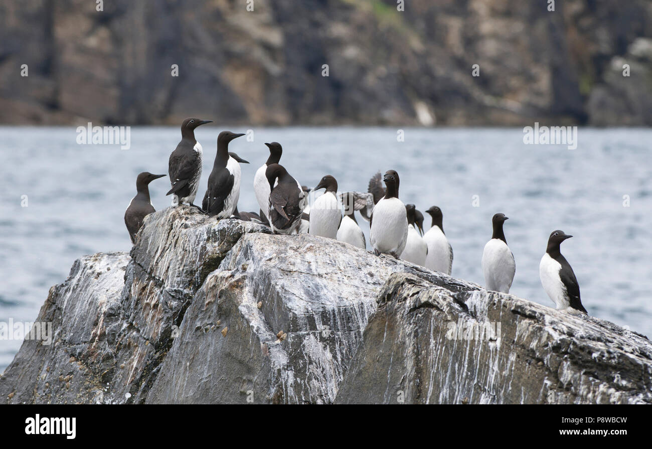 Guillemots Comune o Comune (murres Uria allge) su un promontorio roccioso, Noss, Shetland Foto Stock