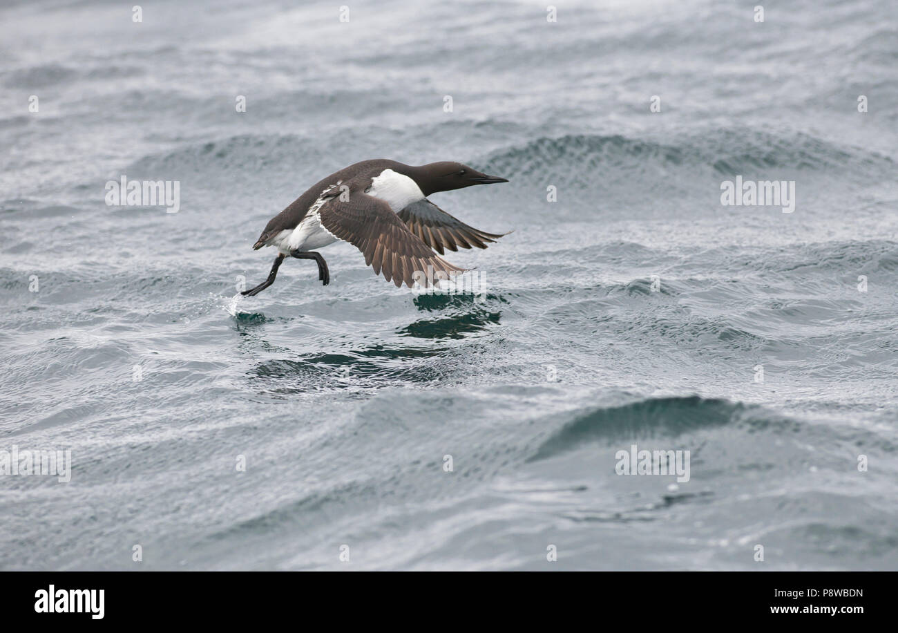 Comune di guillemot (Uria aalge) in estate piumaggio di decollare dal mare Foto Stock
