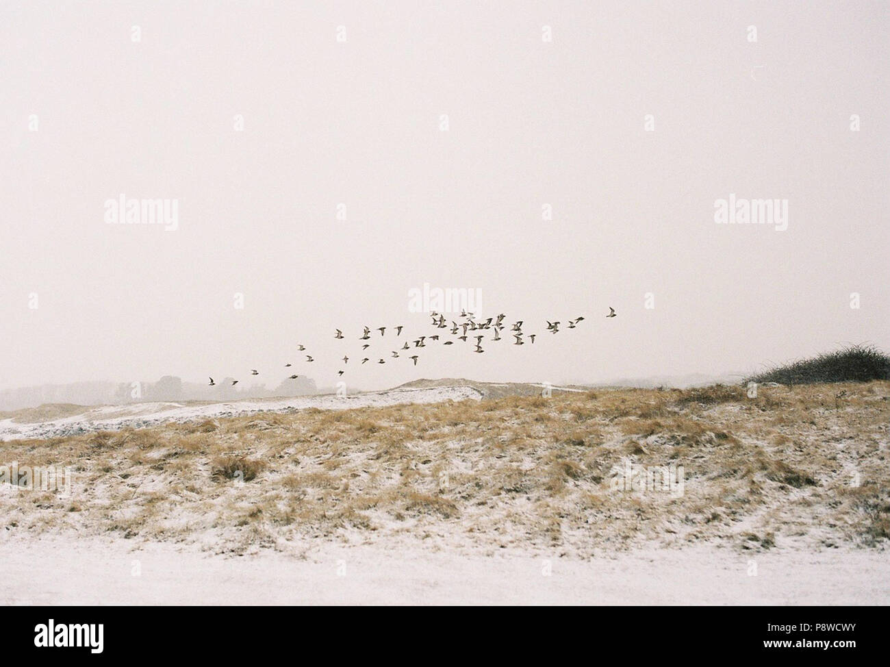 Oche volando sopra la spiaggia innevata Pembrokeshire, Galles. Viaggi, paesaggio. Foto Stock