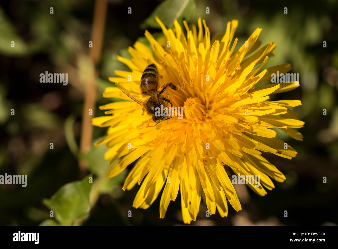 Close up di un miele delle api per raccogliere il polline dal bel colore giallo di tarassaco Foto Stock