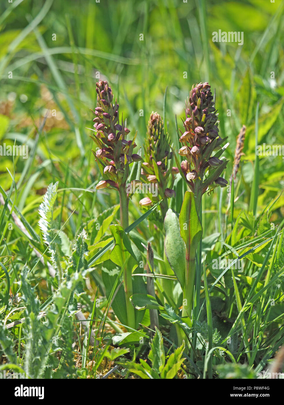 Tre picchi di fiori con poco appariscente emergenti dei fiori di orchidea di rana (Coeloglossum viride) sulla strada orlo in Cumbria,Inghilterra ,REGNO UNITO Foto Stock