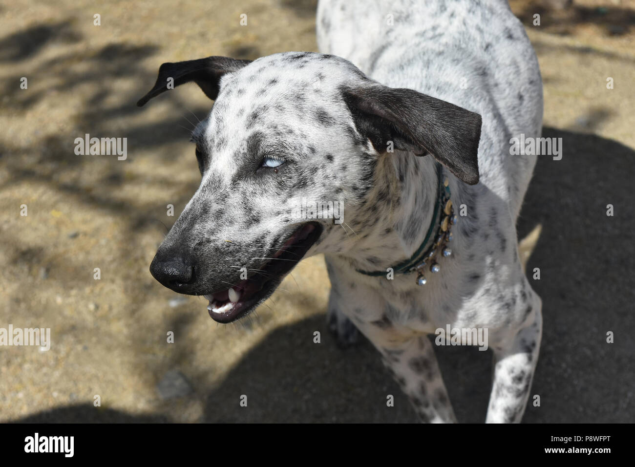 Cunucu bianco cane con macchie nere e occhi insoliti. Foto Stock