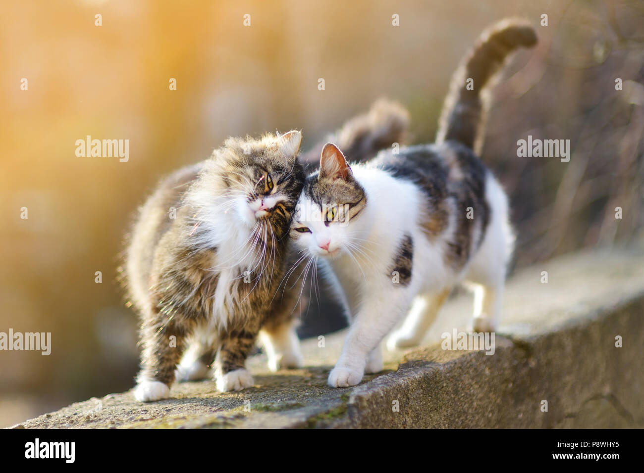 Due gatti amichevoli sulla molla Foto Stock