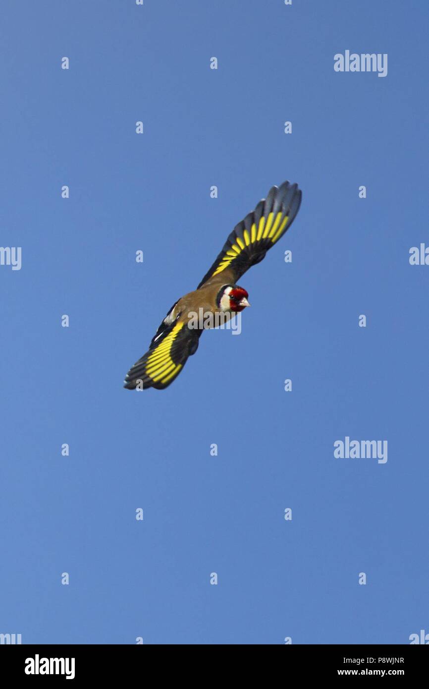 Cardellino europeo (Carduelis carduelis), flying adulto, Hesse, Germania | Utilizzo di tutto il mondo Foto Stock