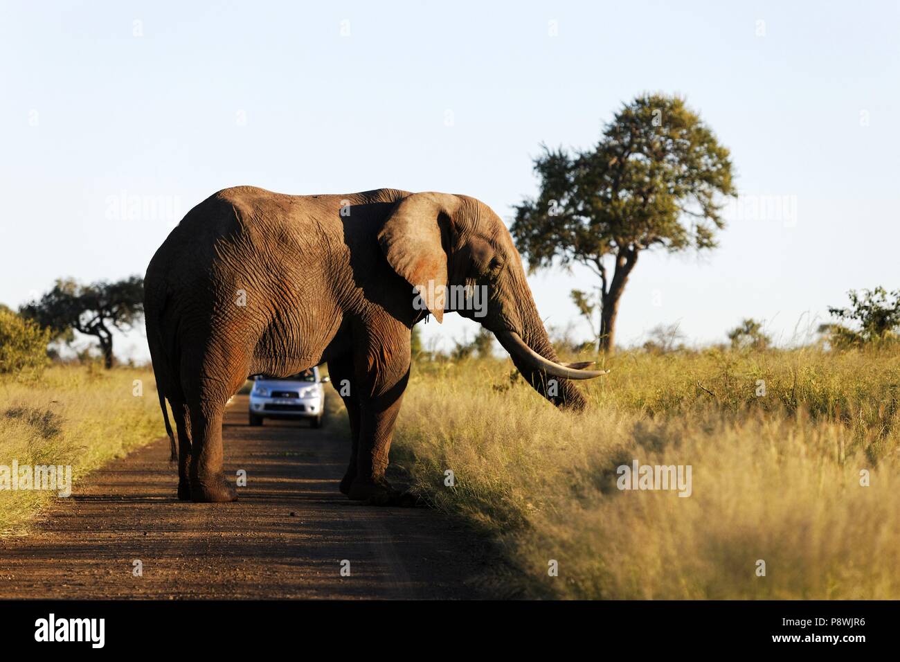 Elefante africano (Loxodonta africana) bloccando auto sulla strada, Kruger National Park, Sud Africa | Utilizzo di tutto il mondo Foto Stock