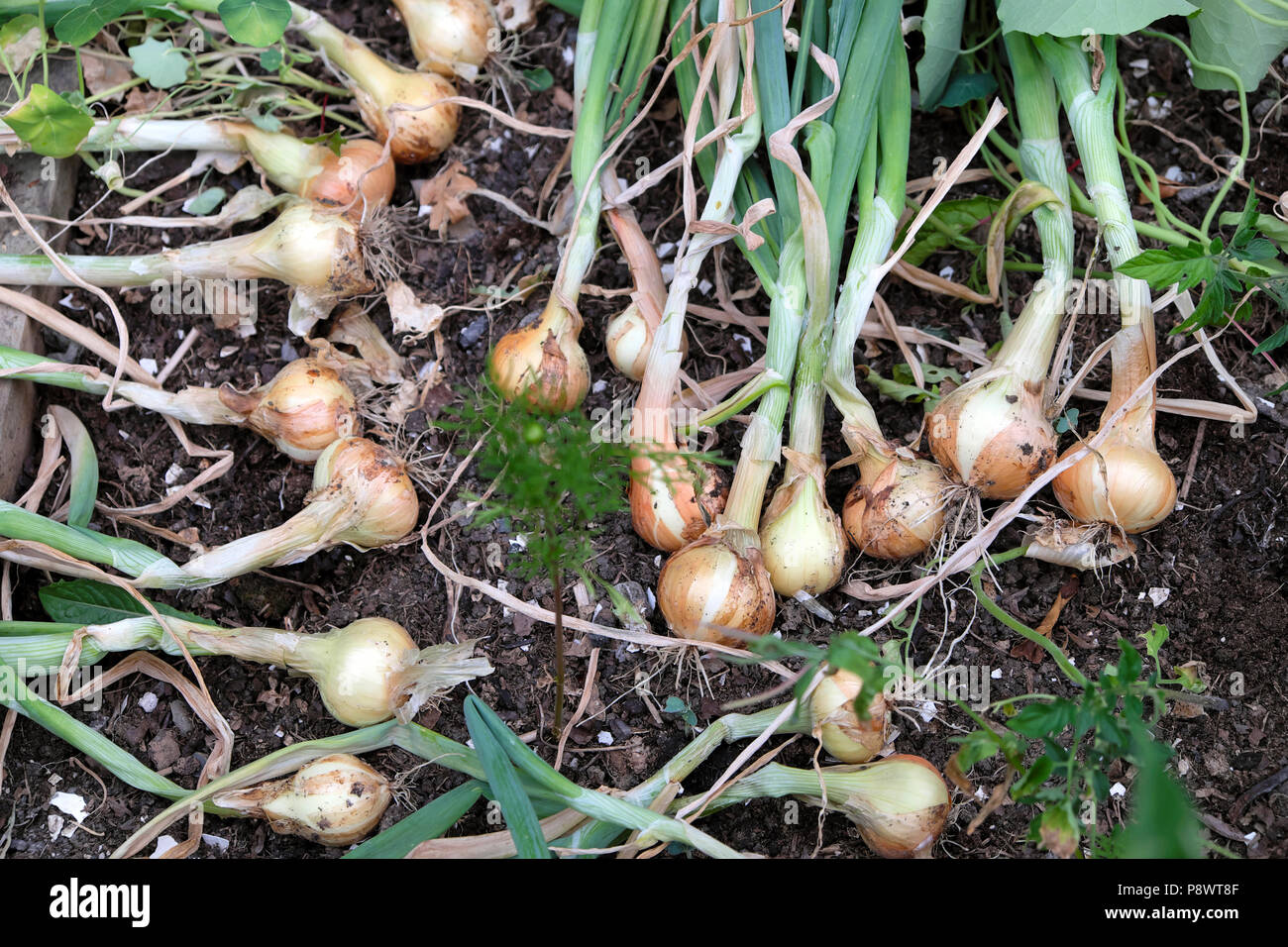 Le cipolle che cresce in un piccolo giardino tirato per asciugare fuori nel sole nel luglio 2018 Wales UK KATHY DEWITT Foto Stock