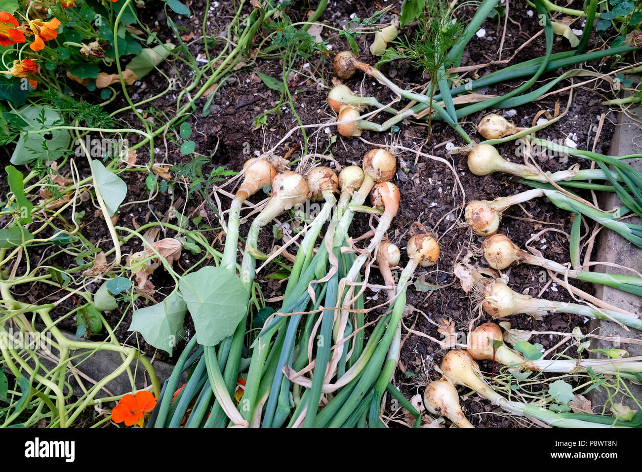 Le cipolle che cresce in un piccolo giardino tirato per asciugare fuori nel sole nel luglio 2018 Wales UK KATHY DEWITT Foto Stock