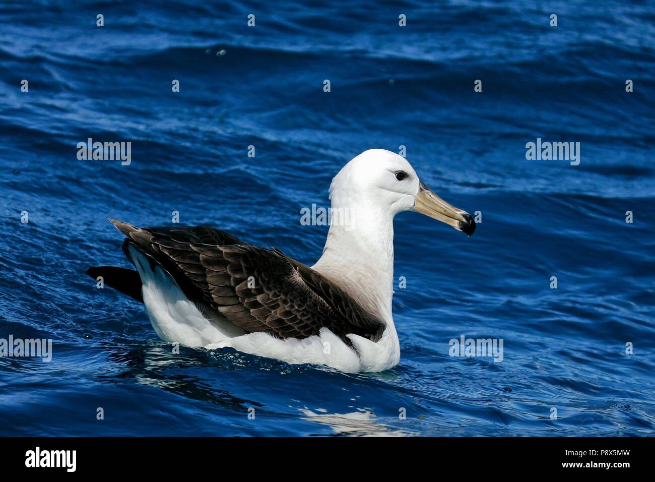 Il Salvin Albatross (Thalassarche salvini) nuoto, Kaikoura, Nuova Zelanda | Utilizzo di tutto il mondo Foto Stock