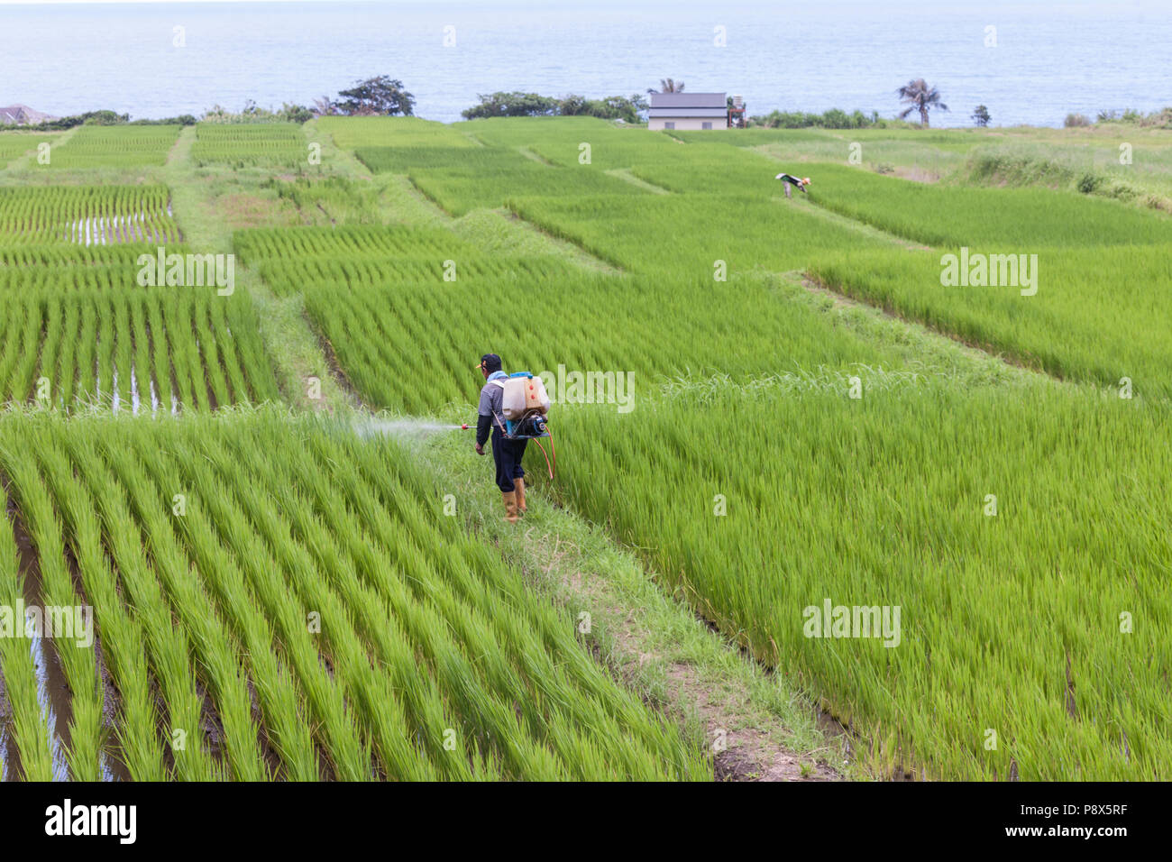 L'uomo,la spruzzatura di pesticidi,,a,riso,ricefield,l'agricoltura,crop,a,rural,scenario,Costa Orientale,d,Taiwan,Taiwan, Cina,Cinese, Repubblica di Cina,roc,Asia,asiatica, Foto Stock