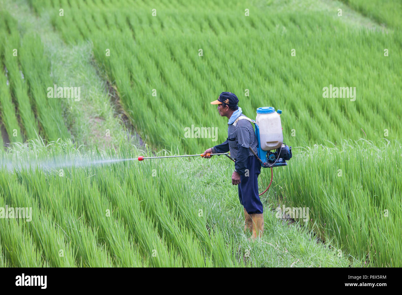 L'uomo,la spruzzatura di pesticidi,,a,riso,ricefield,l'agricoltura,crop,a,rural,scenario,Costa Orientale,d,Taiwan,Taiwan, Cina,Cinese, Repubblica di Cina,roc,Asia,asiatica, Foto Stock