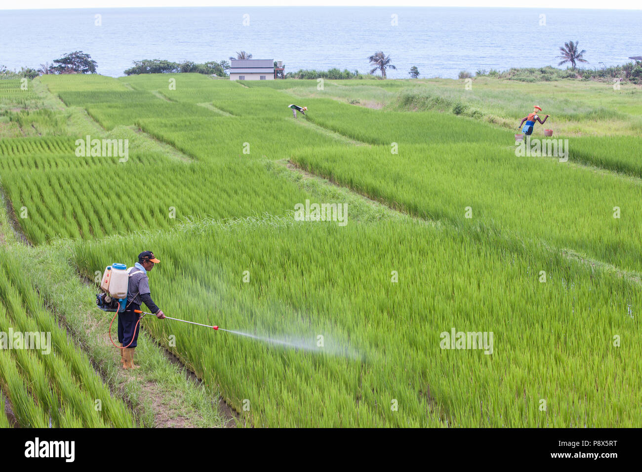 L'uomo,la spruzzatura di pesticidi,,a,riso,ricefield,l'agricoltura,crop,a,rural,scenario,Costa Orientale,d,Taiwan,Taiwan, Cina,Cinese, Repubblica di Cina,roc,Asia,asiatica, Foto Stock