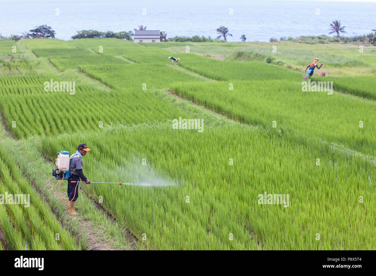L'uomo,la spruzzatura di pesticidi,,a,riso,ricefield,l'agricoltura,crop,a,rural,scenario,Costa Orientale,d,Taiwan,Taiwan, Cina,Cinese, Repubblica di Cina,roc,Asia,asiatica, Foto Stock