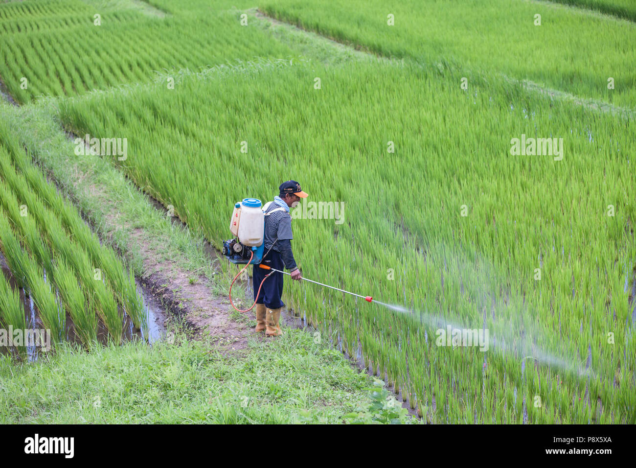 L'uomo,la spruzzatura di pesticidi,,a,riso,ricefield,l'agricoltura,crop,a,rural,scenario,Costa Orientale,d,Taiwan,Taiwan, Cina,Cinese, Repubblica di Cina,roc,Asia,asiatica, Foto Stock