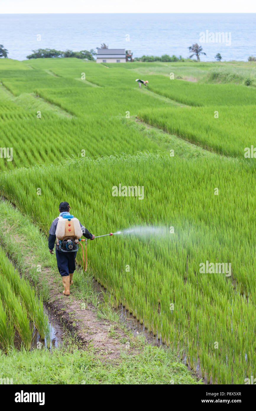L'uomo,la spruzzatura di pesticidi,,a,riso,ricefield,l'agricoltura,crop,a,rural,scenario,Costa Orientale,d,Taiwan,Taiwan, Cina,Cinese, Repubblica di Cina,roc,Asia,asiatica, Foto Stock