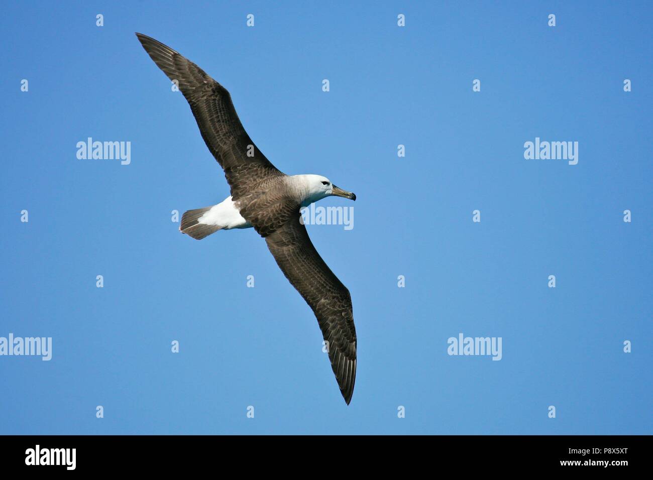 Nero-browed Albatross (Thalassarche melanophris) battenti, Kaikoura, Nuova Zelanda | Utilizzo di tutto il mondo Foto Stock