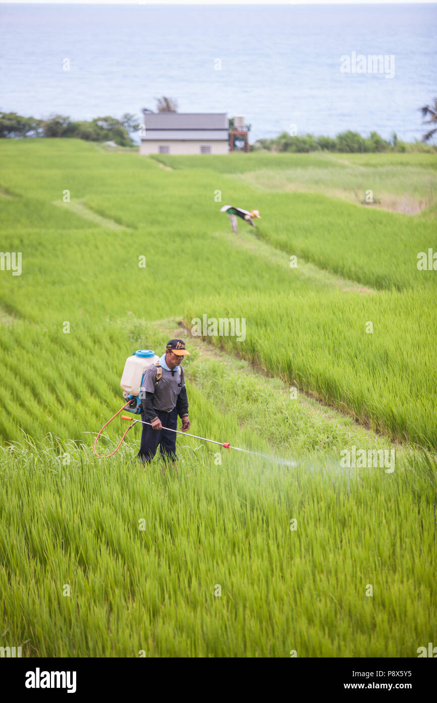 L'uomo,la spruzzatura di pesticidi,,a,riso,ricefield,l'agricoltura,crop,a,rural,scenario,Costa Orientale,d,Taiwan,Taiwan, Cina,Cinese, Repubblica di Cina,roc,Asia,asiatica, Foto Stock