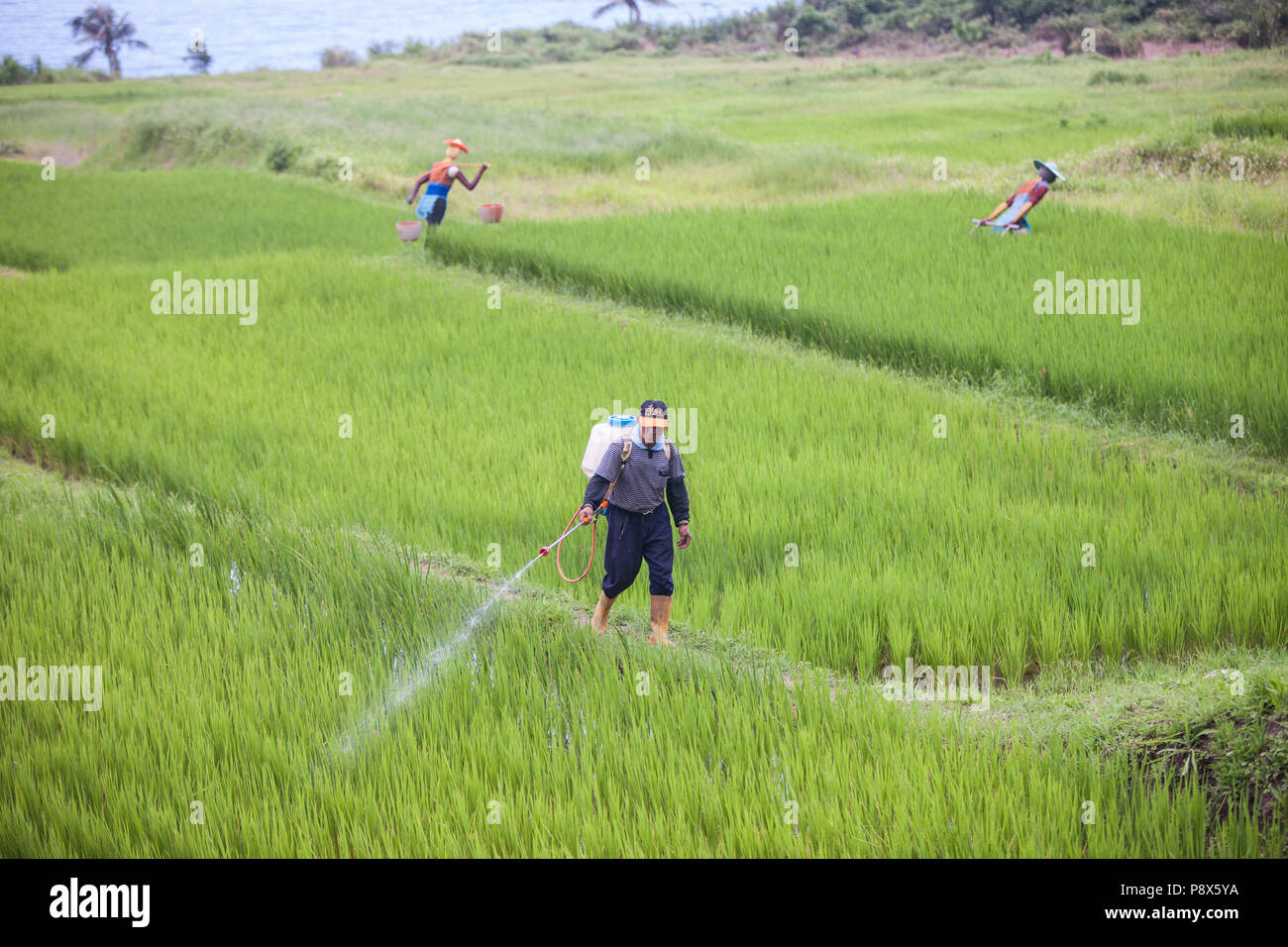 L'uomo,la spruzzatura di pesticidi,,a,riso,ricefield,l'agricoltura,crop,a,rural,scenario,Costa Orientale,d,Taiwan,Taiwan, Cina,Cinese, Repubblica di Cina,roc,Asia,asiatica, Foto Stock