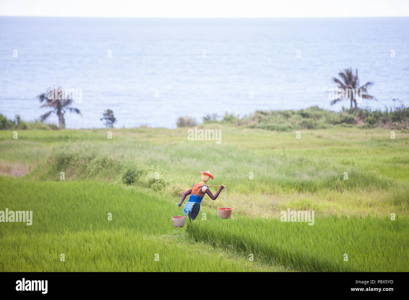 L'uomo,la spruzzatura di pesticidi,,a,riso,ricefield,l'agricoltura,crop,a,rural,scenario,Costa Orientale,d,Taiwan,Taiwan, Cina,Cinese, Repubblica di Cina,roc,Asia,asiatica, Foto Stock