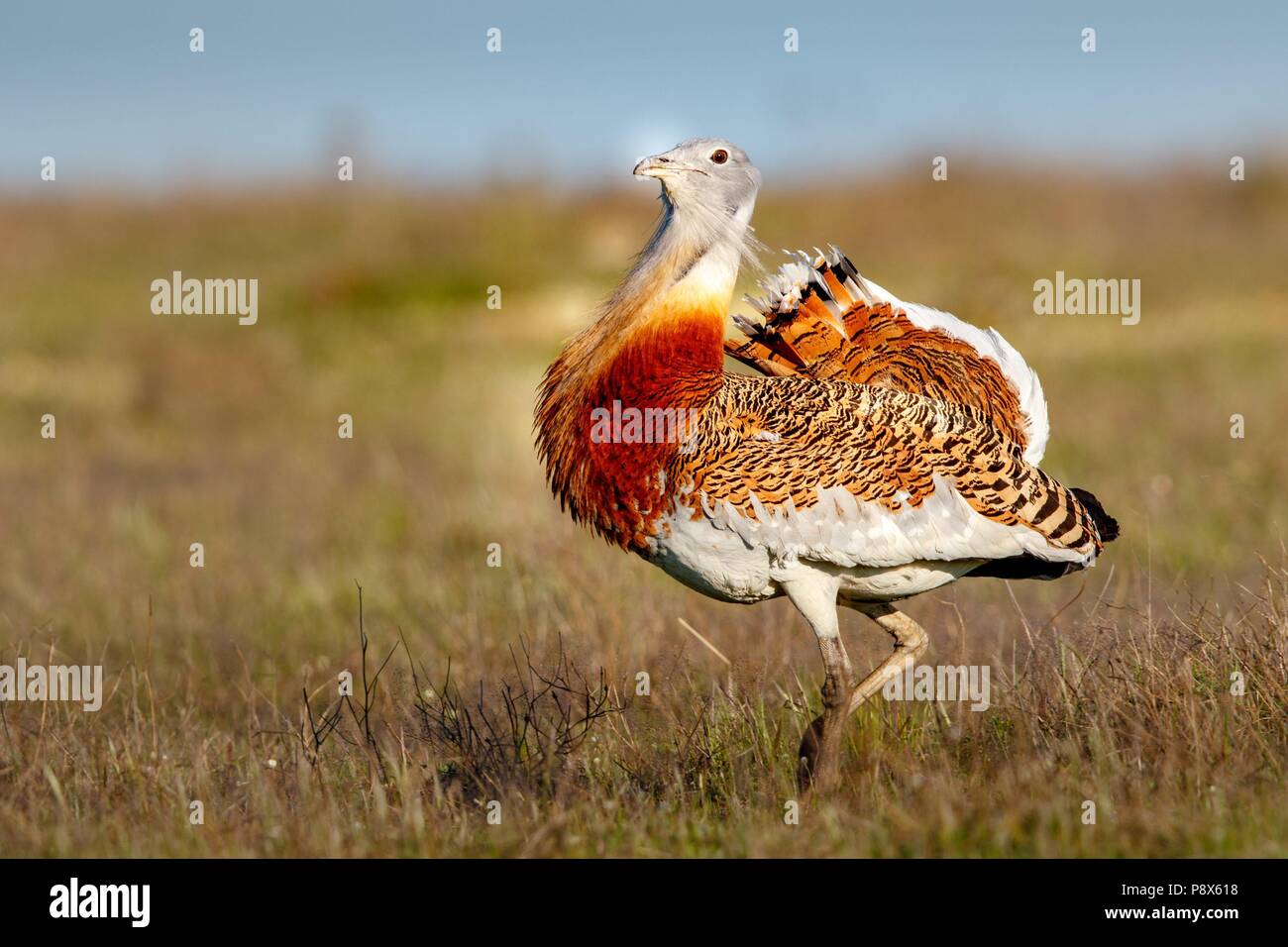 Grande (Bustard Otis tarda) in primavera in Spagna - Aprile 2017 | Utilizzo di tutto il mondo Foto Stock