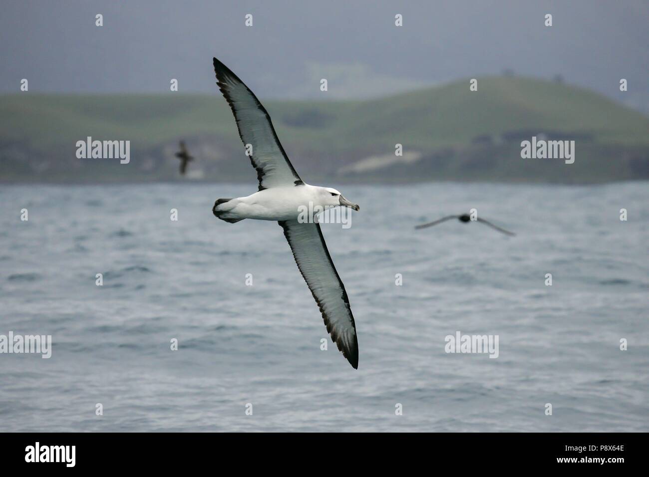 Timido Albatross (Thalassarche cauta) battenti, Kaikoura, Nuova Zelanda | Utilizzo di tutto il mondo Foto Stock