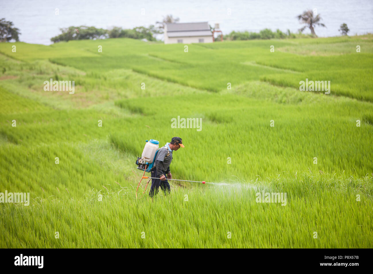L'uomo,la spruzzatura di pesticidi,,a,riso,ricefield,l'agricoltura,crop,a,rural,scenario,Costa Orientale,d,Taiwan,Taiwan, Cina,Cinese, Repubblica di Cina,roc,Asia,asiatica, Foto Stock