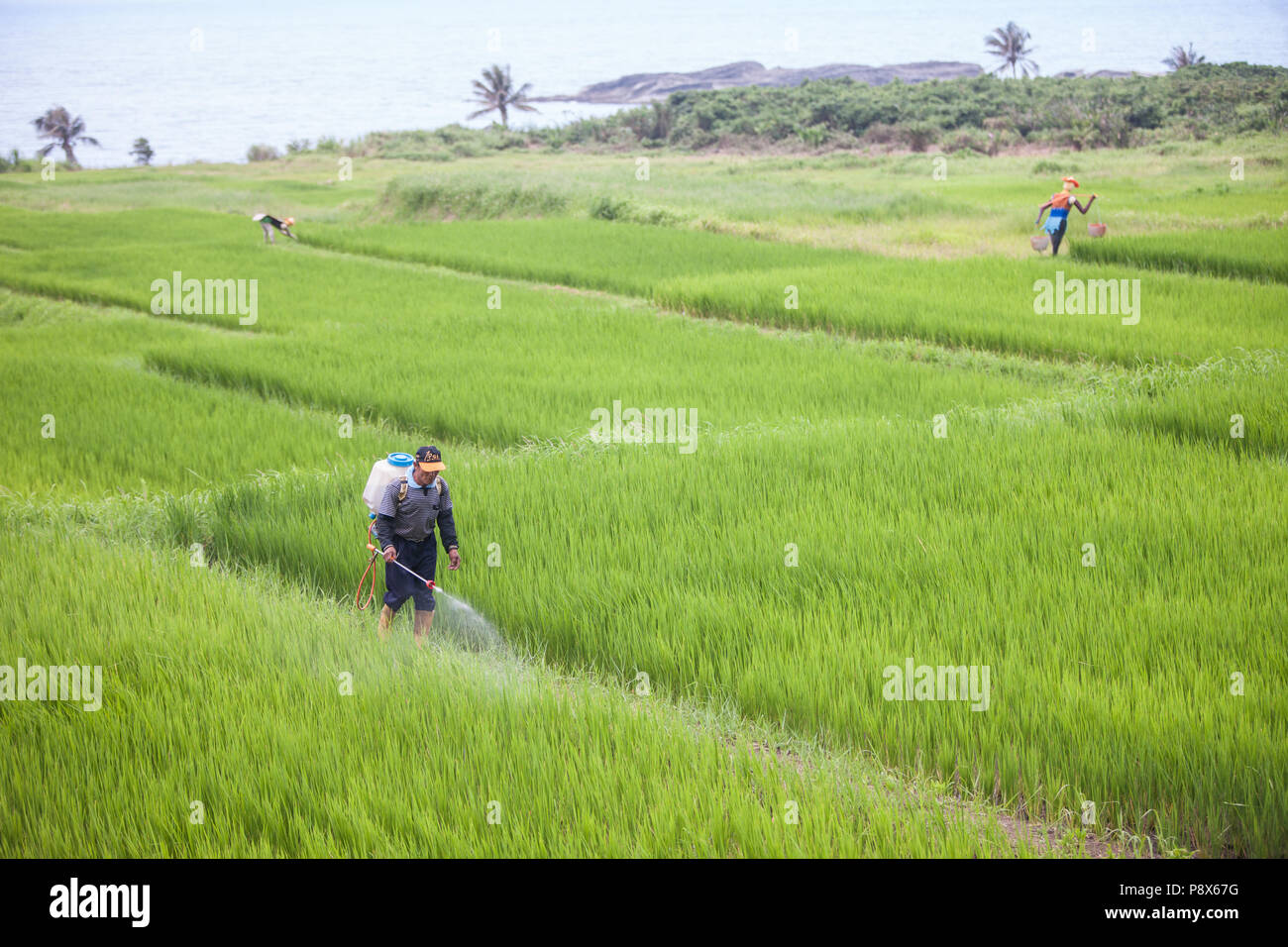 L'uomo,la spruzzatura di pesticidi,,a,riso,ricefield,l'agricoltura,crop,a,rural,scenario,Costa Orientale,d,Taiwan,Taiwan, Cina,Cinese, Repubblica di Cina,roc,Asia,asiatica, Foto Stock