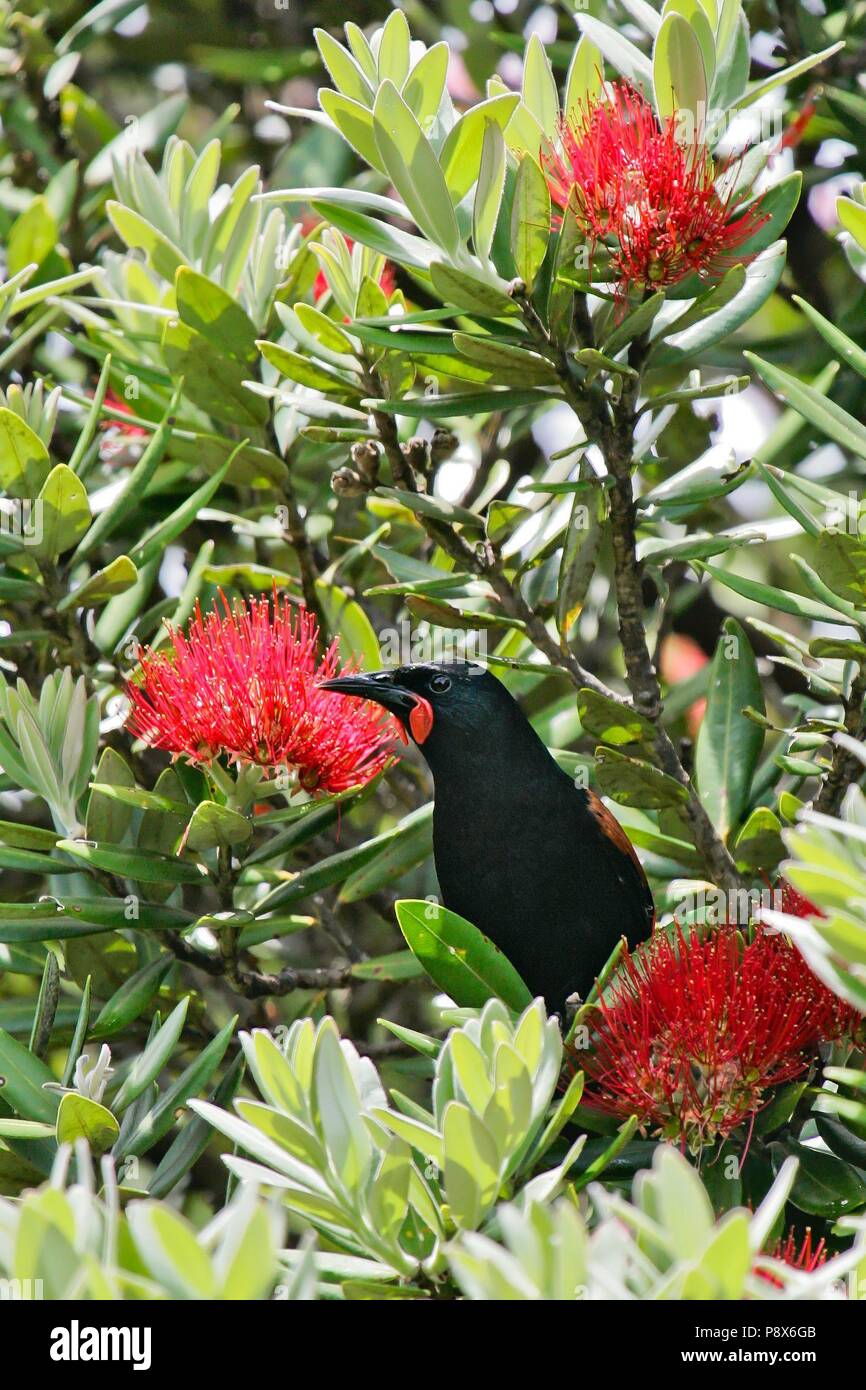 Isola del nord a doppio spiovente (Philesturnus rufusater) adulto in Nuova Zelanda albero di Natale (Metrosideros excelsa), Tiritiri Matangi Island, Nuova Zelanda | Utilizzo di tutto il mondo Foto Stock