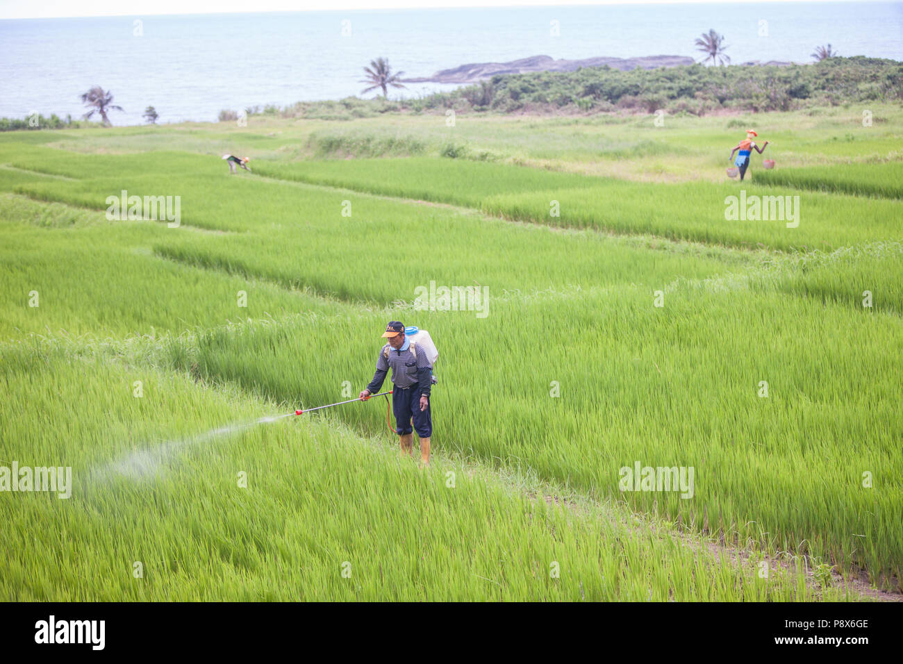 L'uomo,la spruzzatura di pesticidi,,a,riso,ricefield,l'agricoltura,crop,a,rural,scenario,Costa Orientale,d,Taiwan,Taiwan, Cina,Cinese, Repubblica di Cina,roc,Asia,asiatica, Foto Stock