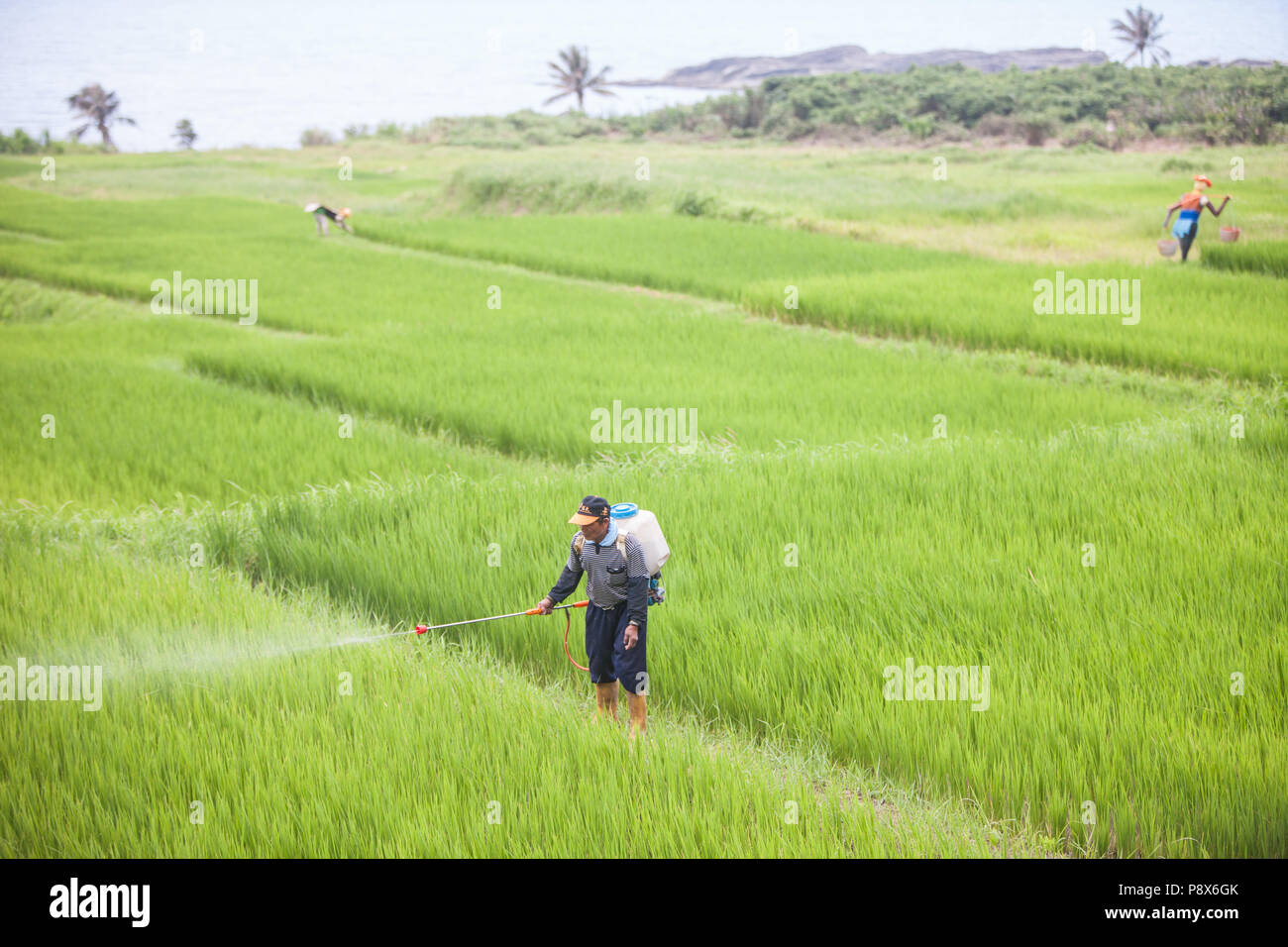 L'uomo,la spruzzatura di pesticidi,,a,riso,ricefield,l'agricoltura,crop,a,rural,scenario,Costa Orientale,d,Taiwan,Taiwan, Cina,Cinese, Repubblica di Cina,roc,Asia,asiatica, Foto Stock