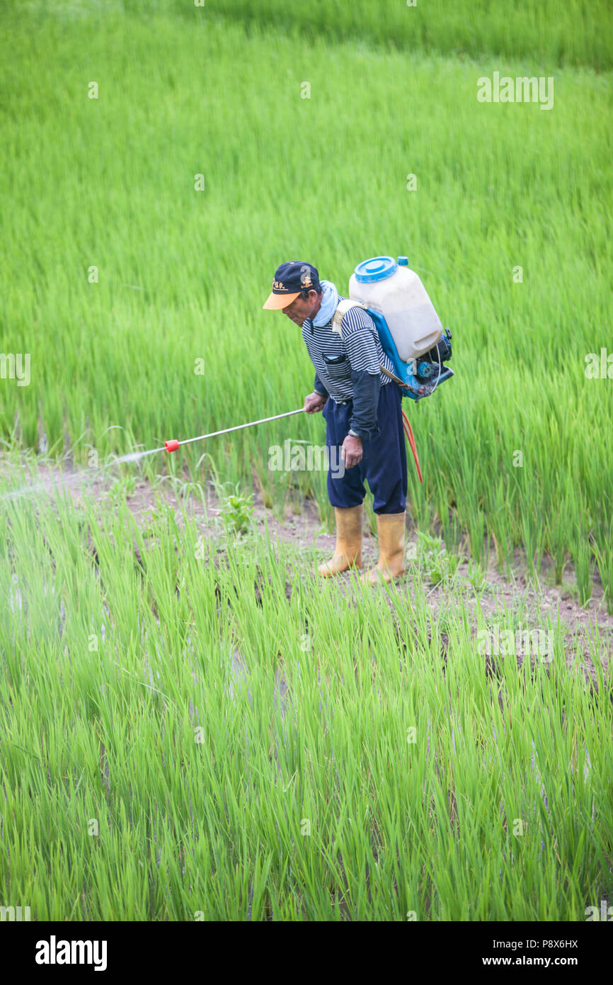 L'uomo,la spruzzatura di pesticidi,,a,riso,ricefield,l'agricoltura,crop,a,rural,scenario,Costa Orientale,d,Taiwan,Taiwan, Cina,Cinese, Repubblica di Cina,roc,Asia,asiatica, Foto Stock